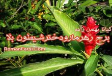رمان برج زهرمار و دختر شیطون بلا
